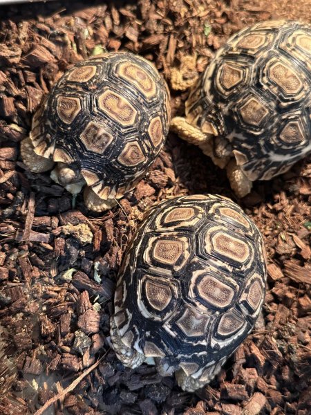 画像2: ヒョウモンリクガメ ザンビアFH (2)