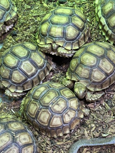 画像3: ケヅメリクガメ トーゴCB (3)