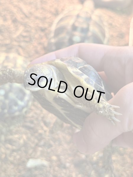 画像2: ニシヘルマンリクガメ　トスカーナ　EUCB (2)