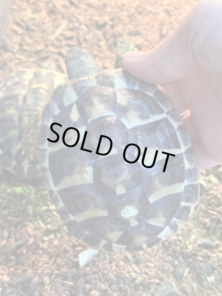 画像2: ニシヘルマンリクガメ　シチリア　EUCB (2)