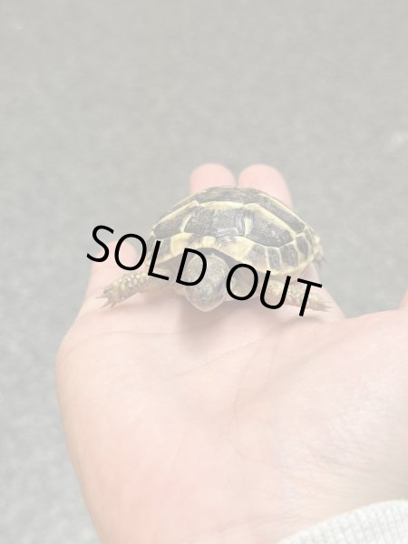 画像2: ニシヘルマンリクガメ　マヨルカ　国内CB (2)