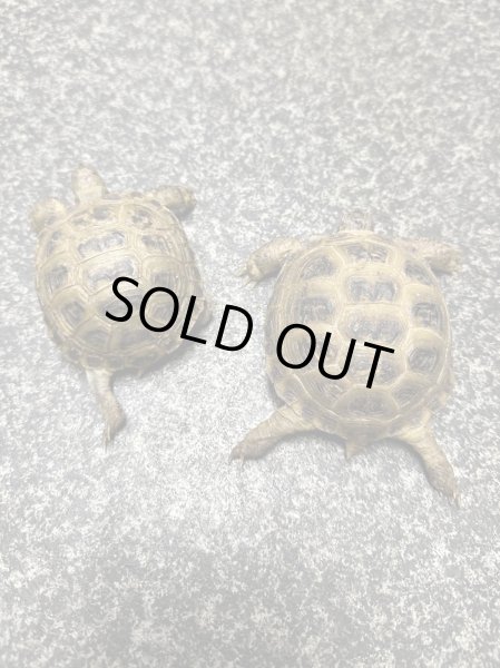 画像2: ロシアリクガメ EUCB (2)