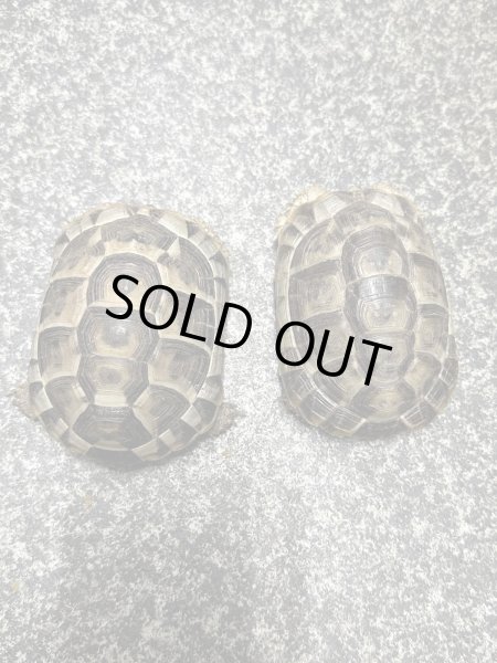 画像2: イベラギリシャリクガメ　ヨルダンCB (2)