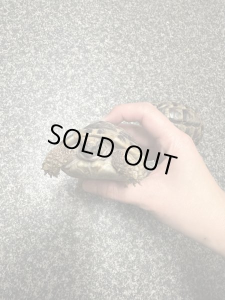 画像3: イベラギリシャリクガメ　ヨルダンCB (3)