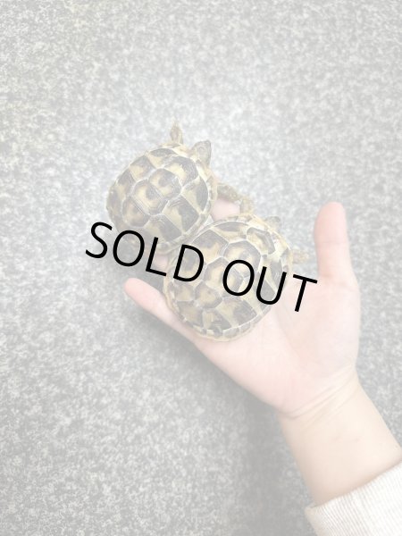 画像2: ヒガシヘルマンリクガメ　EUCB (2)