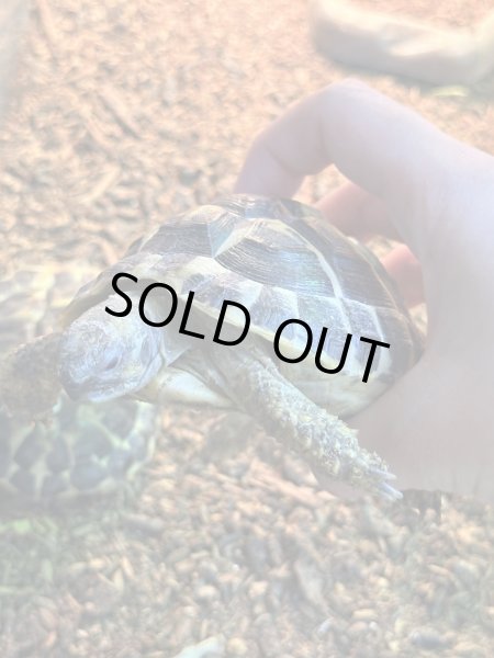 画像3: ニシヘルマンリクガメ　シチリア　EUCB (3)