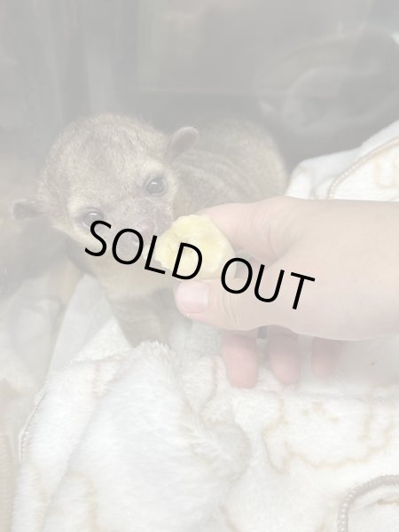 画像4: キンカジュー 雄 2024/12/19産まれterra繁殖 (4)