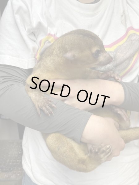 画像2: キンカジュー雌2023/10/15産まれ国内CB (2)