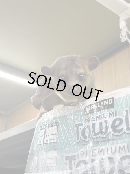 画像3: キンカジュー雌2023/10/15産まれ国内CB (3)