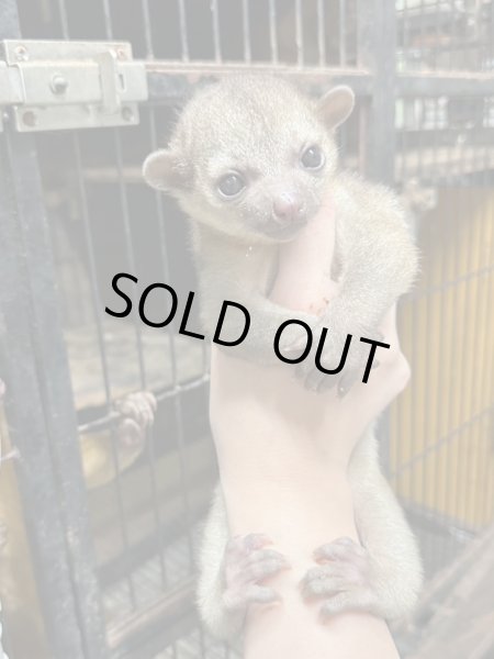 画像2: キンカジュー 雄 2024/12/19産まれterra繁殖 (2)