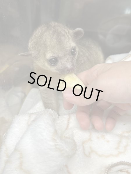 画像3: キンカジュー 雄 2024/12/19産まれterra繁殖 (3)