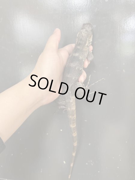 画像3: ブルーペクティナータイグアナ CB (3)