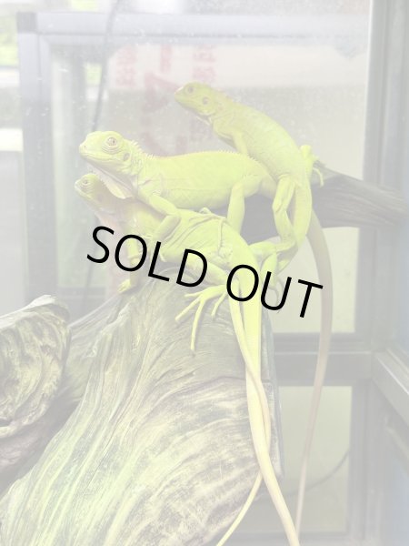 画像2: グリーンイグアナ アルビノ CB (2)