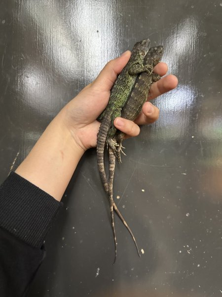 画像3: バナナスパイニーテールイグアナ　CB (3)