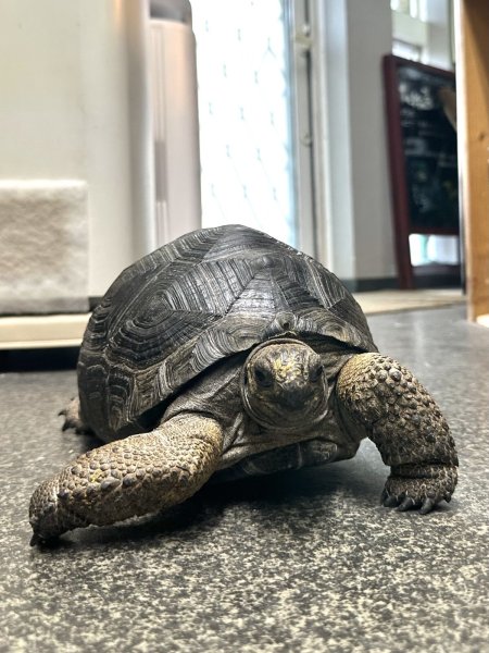 画像3: アルダブラゾウガメ モーリシャス (3)