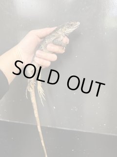 全商品 - terra (Page 3)