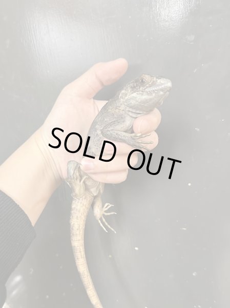 画像4: ブルーペクティナータイグアナ CB (4)