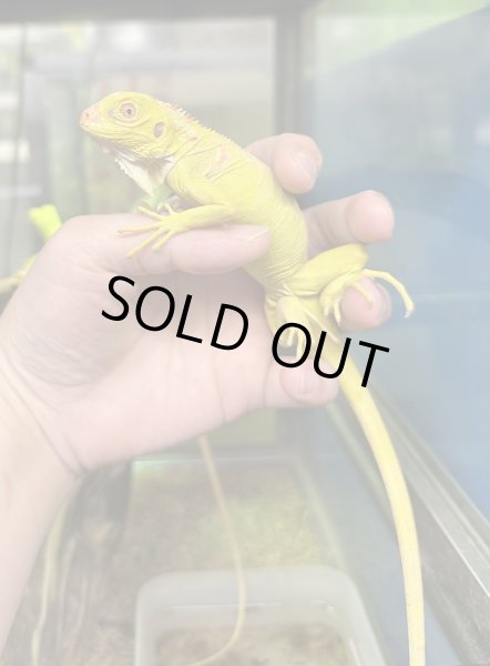 画像4: グリーンイグアナ アルビノ CB (4)