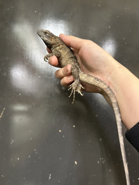 画像4: バナナスパイニーテールイグアナ　CB (4)