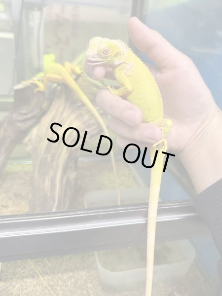 画像3: グリーンイグアナ アルビノ CB (3)