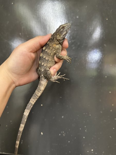 画像2: バナナスパイニーテールイグアナ　CB (2)