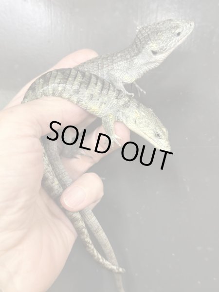 画像3: アブロニア  リトルチア雄(ペア割アリ) (3)