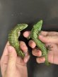 画像2: アブロニア  グラミニア雄 (2)