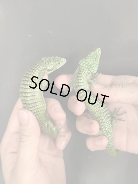 画像2: アブロニア  グラミニア雌 (2)