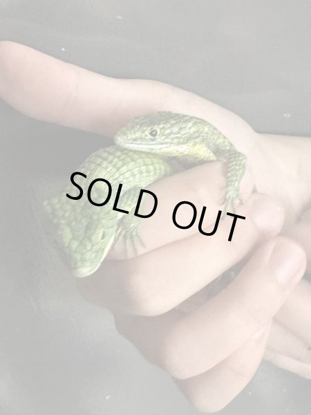 画像4: アブロニア  グラミニア雌 (4)