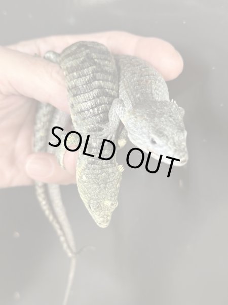 画像2: アブロニア  リトルチア雄(ペア割アリ) (2)