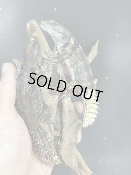 画像4: ユカタントゲオイグアナ雌 (4)