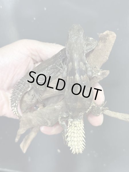 画像2: ユカタントゲオイグアナ雌 (2)