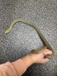 画像2: ヨナグニシュウダ (2)