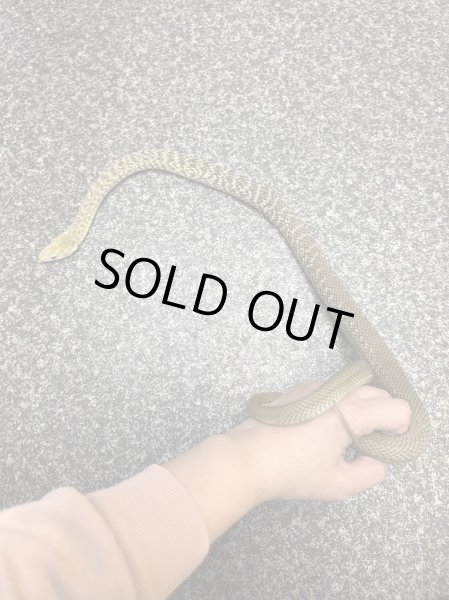 画像2: ヨナグニシュウダ (2)