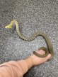 画像3: ヨナグニシュウダ (3)