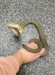 画像1: ヨナグニシュウダ (1)