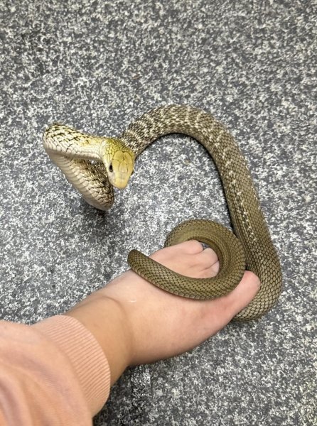 画像1: ヨナグニシュウダ (1)