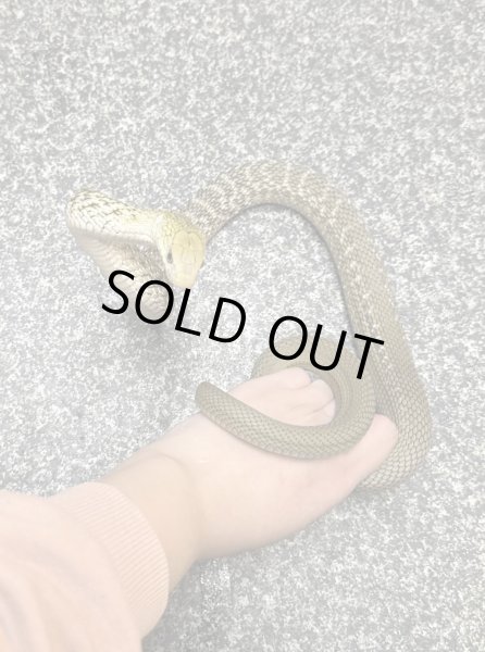 画像1: ヨナグニシュウダ (1)