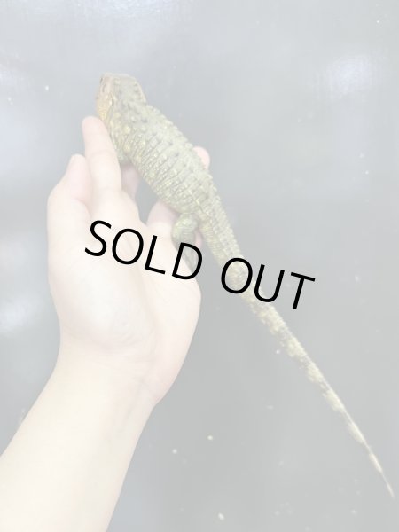 画像3: ガイアナカイマントカゲ (3)