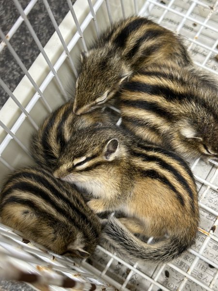 画像3: シマリス ベビー雄雌 (3)