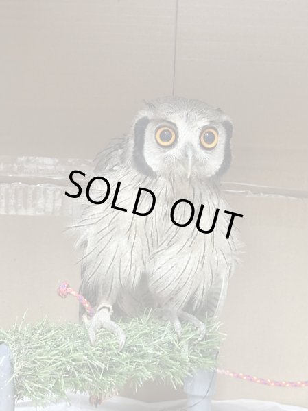 画像1: アフリカオオコノハズク (1)