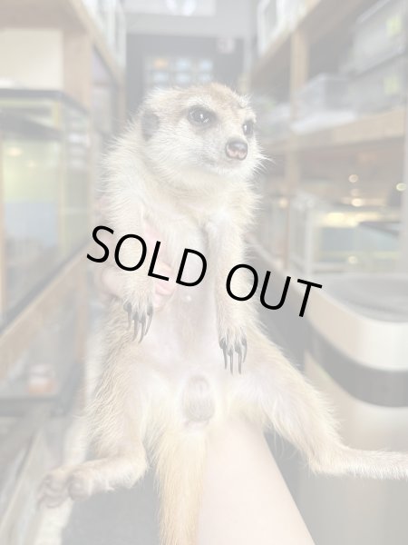 画像2: ミーアキャット 雄 (2)