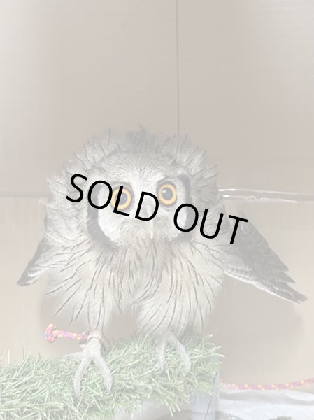 画像2: アフリカオオコノハズク (2)