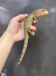 画像2: ガイアナカイマントカゲ (2)