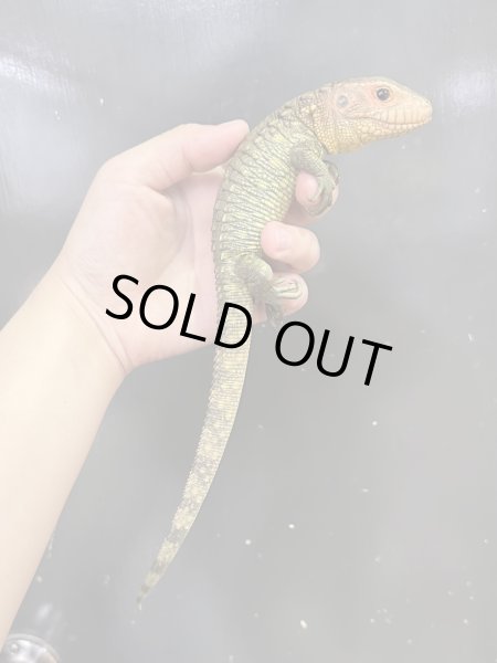 画像2: ガイアナカイマントカゲ (2)