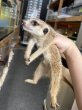 画像2: ミーアキャット 雌 (2)