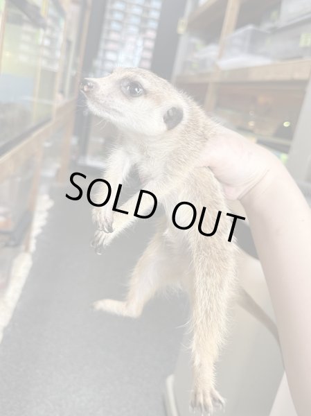 画像2: ミーアキャット 雌 (2)