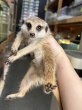 画像1: ミーアキャット 雌 (1)