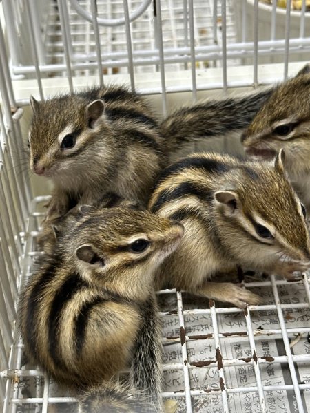画像1: シマリス ベビー雄雌 (1)