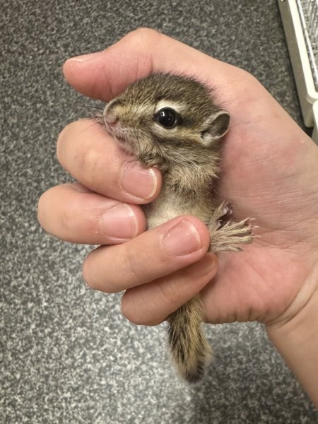 画像2: シマリス ベビー雄雌 (2)